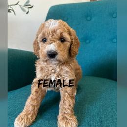 Girl 3 - Apricot female Goldendoodle puppy in Glendale, Arizona from Follow Your Bliss Doodles