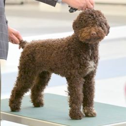Lagotto Romagnolo All Grown Up from NewBliss