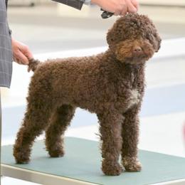 Lagotto Romagnolo All Grown Up from NewBliss