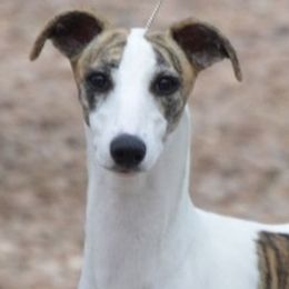 Vision - Whippet