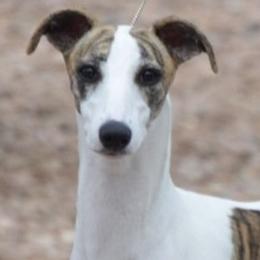 Vision - Whippet
