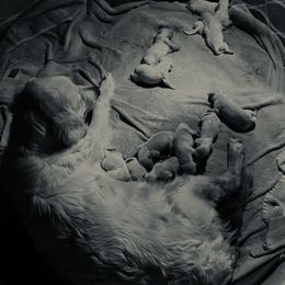 Cavalier King Charles Spaniel and Golden Retriever Puppies from Country Goldens and Mountain Top Cavaliers