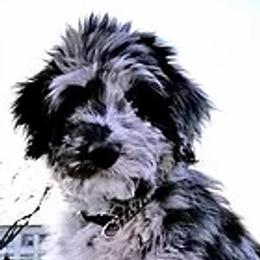 Aussiedoodles from Crystal Creek Doodles