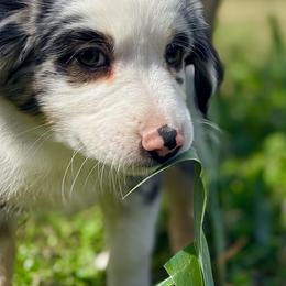 Robbie (ASDR and AKC) - Blue merle male Miniature Australian Shepherd puppy in Stockton, Missouri from Kizmit Farmz