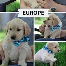 Europe - Golden male Golden Retriever puppy in Payette, Idaho from Stonewick Retrievers