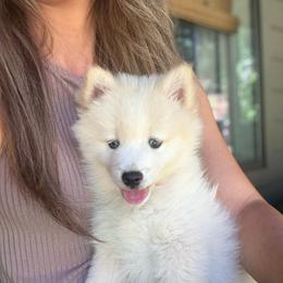 Mac - White male Pomsky puppy in Grass Valley, California from Karalot Pomskies