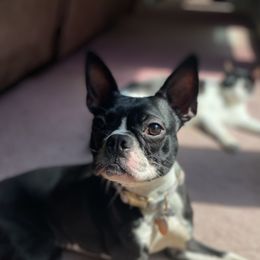 Daisy - Boston Terrier