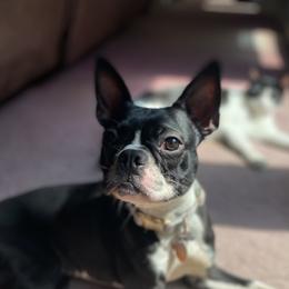 Daisy - Boston Terrier