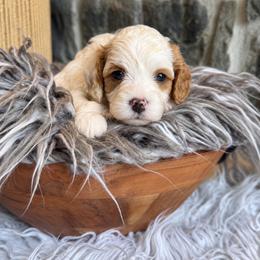 Victoria - Blenheim female Cavapoo puppy in Natural Bridge, Virginia from Padgetts Hill Puppies