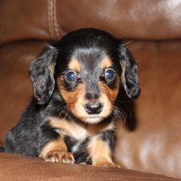 Black and Tan male 1 - Black and tan male Dachshund puppy in Pontotoc, Mississippi from Doubletake Doodles & Dachshunds