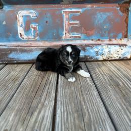 Boy 1 - Black tri male Miniature Australian Shepherd puppy in Ellsworth, Kansas from Flying H Mini Aussies