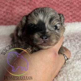 HOLD AKC POP - Blue merle male Pomeranian puppy in Watkins Glen, New York from Wicked Spirits Pomeranians