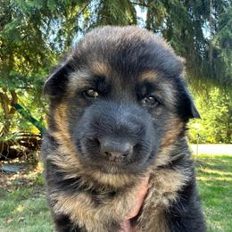 Pink Flower Princess - Black and tan female German Shepherd puppy in Bonney Lake, Washington from German Shepherds Von Washington
