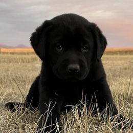 Labrador Retrievers from Central Montana Gun Dogs