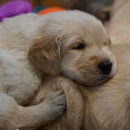 Golden Retriever, Goldendoodle, and Sheepadoodle Puppies from Guppy Puppies