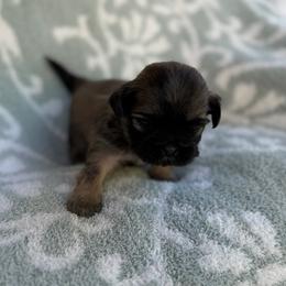 AKC-YODA - Sable male Shih Tzu puppy in Paintsville, Kentucky from Molly B's ShihTzus