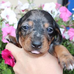 Dior Dapple girl number 2 - Dapple female Dachshund puppy in Stockton, California from Wiggles & Wags Dachshund's