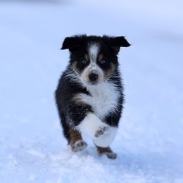 Australian Shepherd, Miniature American Shepherd, Miniature Australian Shepherd, and Toy Australian Shepherd Puppies from Painted Blue Aussies