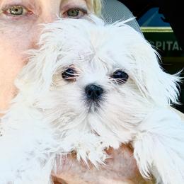 Spoiled Rotten - White male Maltese puppy in Phoenix, Arizona from Bella Dolce Maltese