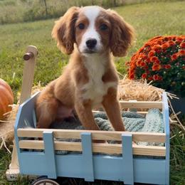 Copper - Red male Cavapoo puppy in Knoxville, Tennessee from Duke’s Forever Doodles