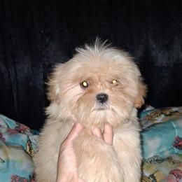 River - Cream and white male Shih Tzu puppy in Birmingham, Alabama from K&D kennels