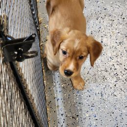 Golden Retriever and Labrador Retriever Puppies from OK GunDogs
