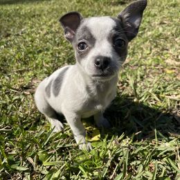 Chihuahua Puppies from Little Paws