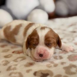 Denver - Blenheim male Cavalier King Charles Spaniel puppy in Middletown, Ohio from CreekSong Farm Cavaliers