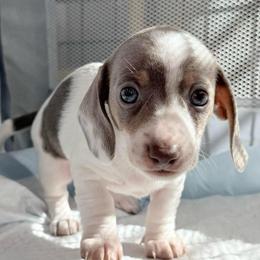 Fergie - Fawn (isabella) and tan female Dachshund puppy in Homstead, Florida from Bravo Dachshunds