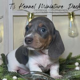 Scooter - Piebald Dachshund puppy in Poplarville, Mississippi from T's Kennel