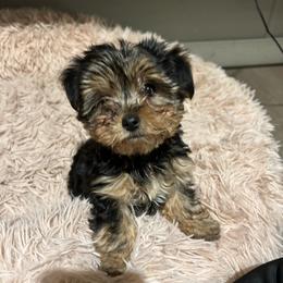 Lexi - Black and tan female Yorkshire Terrier puppy in Kingston, Oklahoma from Lake Life