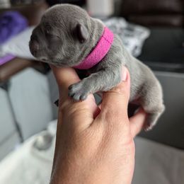 Sapphire - Blue female French Bulldog puppy in Springfield, Illinois from Paws n Claws Frenchies