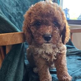 Boy 3 - Red male Cavapoo puppy in Knoxville, Tennessee from Shannan's Cavapoos