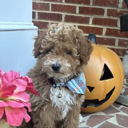 Roy - Apricot male Poodle puppy in Mint Hill, North Carolina from DoodleForever
