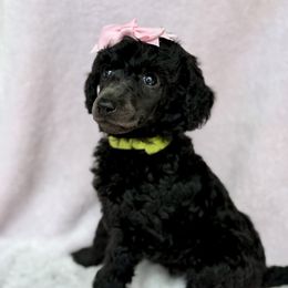 Poodle Puppies from Silver Lining Poodles