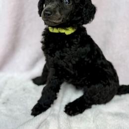 Poodle Puppies from Silver Lining Poodles