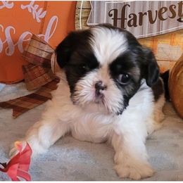 Shih Tzu Puppies from N.F.S.T Imperial ShihTzu Puppies.