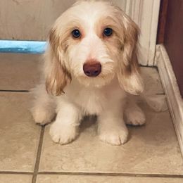Weenie - Dachshund