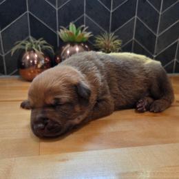 Rapunzel (Liver malinois female) - Gold brindle female Dutch Shepherd puppy in Signal Mountain, Tennessee from Torgun Police Dogs
