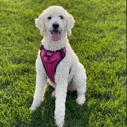 Goldendoodles from The beautiful doodles