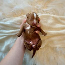 Frosting girl - Red  female Goldendoodle puppy in Rio Linda, California from Plush Doodles