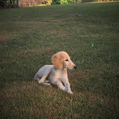 Saluki Puppies from Kushiel Salukis