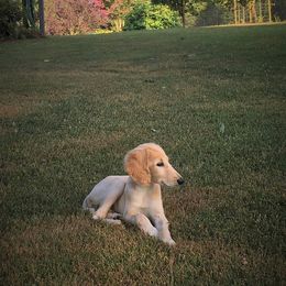 Saluki Puppies from Kushiel Salukis