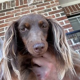 Coco - Chocolate and tan female Dachshund puppy in Paris, Texas from Rolling9dachshunds