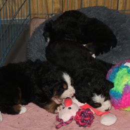Bernese Mountain Dog Puppies from Baby Bear Bernese Kennel