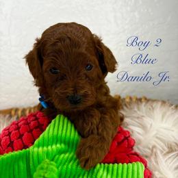 Boy 2 (Blue) - Red  male Poodle puppy in Miami, Florida from Katy's Toy Poodles & Doodles