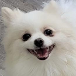 Pomeranians from Pomkins Family