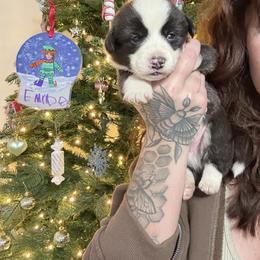 Boy 2 - Brindle and white male American Corgi puppy in Castle Rock, Washington from R and b corgis and farm