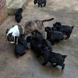 Giant Schnauzer Puppies from Riesenschnauzers von Reh Bach