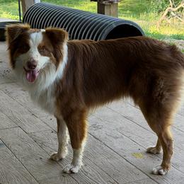Bandit - Red tri-color male Australian Shepherd puppy in Shepherdsville, Kentucky from Annie's Aussies